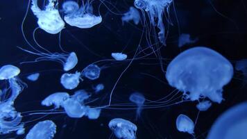 medusa 4k imagens de vídeo, marinho grampo, mar natureza lindo medusa criatura video