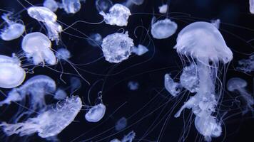 Jellyfish footage, marine clip, sea nature creature video