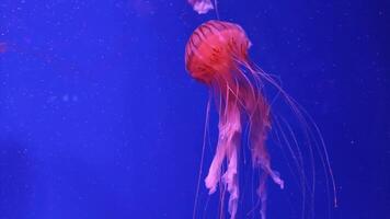 medusa 4k imagens de vídeo, marinho grampo, mar natureza lindo medusa criatura video