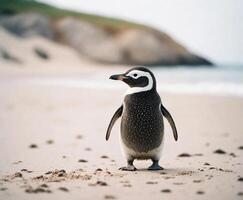 un pingüino en pie en el playa con sus cabeza convertido foto