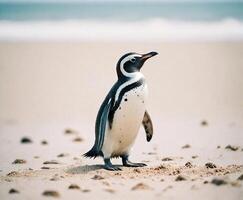 un pingüino en pie en el playa con sus cabeza convertido foto