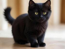 Little black cat, kitten. A pet photo