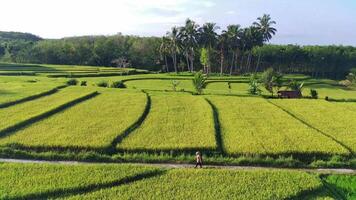 beautiful morning view from Indonesia of mountains and tropical forest video