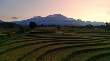 mooi ochtend- visie van Indonesië van bergen en tropisch Woud video