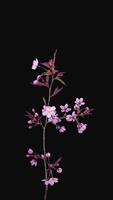 Time lapse of opening pink sakura blossom isolated on black background, vertical orientation video