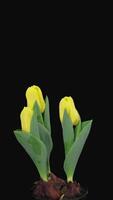 hora lapso de creciente y apertura amarillo tulipán en un maceta aislado en negro fondo, vertical orientación video