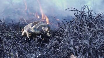 foresta fuoco. selvaggio animale bruciato nel un' foresta fuoco. un' morto animale nel un' foresta fuoco su cenere di bruciato erba. ardente foresta, furioso su di controllo fuoco nel il sfondo, basso angolo Visualizza video