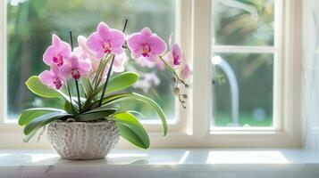 A gorgeous exotic orchid plant sitting on a window ledge its vibrant purple blooms contrasting against the white window frame and making a statement in a bathroom photo
