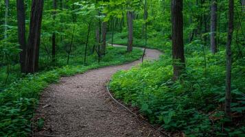 A winding path leads through a lush green forest. The sound of birds singing and leaves rustling in the gentle breeze fills the air photo