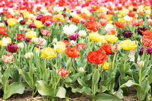 Blooming tulips field in Holland, springtime - beautiful floral green background photo