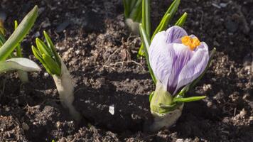 Time lapse, purple crocus flowers open and close their buds in the sun. Blooming in spring. Primroses video