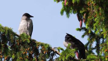 deux des oiseaux perché sur une arbre bifurquer, surplombant leur alentours. corbeaux poussins video