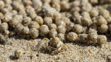 minúsculo areia caranguejo é meticulosamente formando areia bolas, deixando uma padronizar do esferas em uma ensolarado de praia video