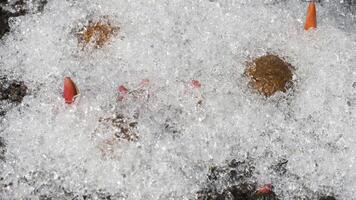 Snow melting in spring, flowers and rabbit poop under the snow. Time lapse video