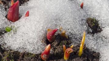 fiori emergere trionfalmente a partire dal sotto un' coperta di fusione neve, annunciando il arrivo di primavera. presto primavera risveglio. video