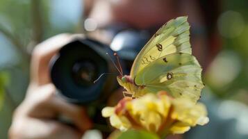 un hombre cuidadosamente se enfoca su cámara en un delicado mariposa encaramado en un flor pétalo foto