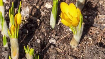 Zeitraffer von Gelb Blumen Krokusse im blühen, wachsend aus von das Boden. Blühen im Frühling. Primeln video