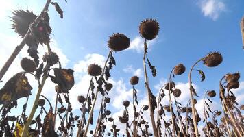veld- van droog zonnebloemen oogst gedurende de oorlog agrarisch ramp Oekraïne video