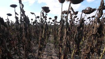 Feld von getrocknet Sonnenblumen Ernte während das Krieg landwirtschaftlich Katastrophe video