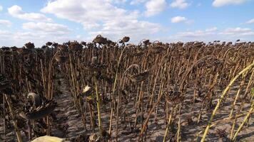 field of dried sunflowers harvest during the war agricultural disaster Ukraine video