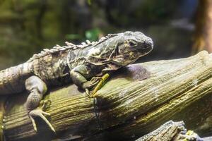 verde iguana - grande, arbóreo, principalmente herbívoro especies de lagartija de el género iguana foto