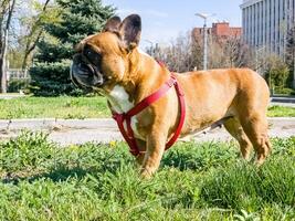Fawn purebred French bulldog on a walk. Pet care concept photo