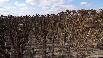 field of dried sunflowers harvest during the war agricultural disaster Ukraine video