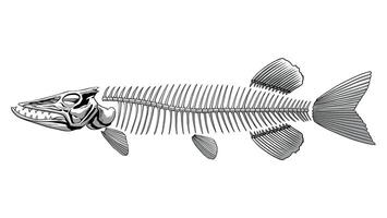 lucio pescado esqueleto en monocromo, muerto animal concepto vector