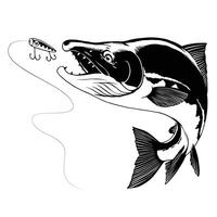 salmón rojo salmón atrapando el pescar señuelo en negro y blanco vector