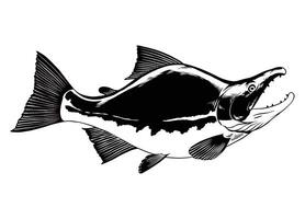 mano dibujado ilustración de salmón rojo salmón negro y blanco vector