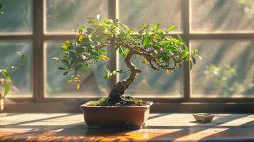 A bonsai tree being p in a sunny windowsill showcasing the need for balanced light exposure in its growth photo