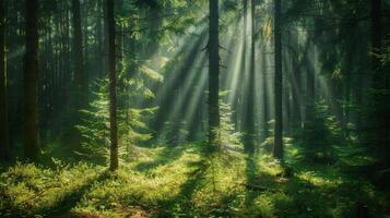 Rays of sunlight pierce through the trees causing dappled patterns on the forest floor and adding to the tranquil atmosphere photo