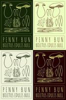 Set of drawing PENNY BUN in various colors. Hand drawn illustration. The Latin name is BOLETUS EDULIS BULL. vector