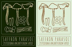 Drawing SAFFRON PARASOL. Hand drawn illustration. The Latin name is CYSTODERMA AMIANTHINUM FAYOD. vector