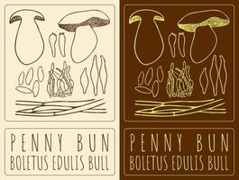 Drawing PENNY BUN. Hand drawn illustration. The Latin name is BOLETUS EDULIS BULL. vector