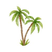 Green palm tree. Tropical plant. Watercolor illustration isolated on white background. vector