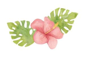 Pink hibiscus flower and monstera leaves. Watercolor illustrations isolated on white vector