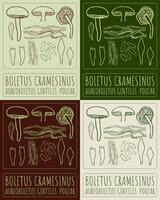 Set of drawing BOLETUS CRAMESINUS in various colors. Hand drawn illustration. The Latin name is AUREOBOLETUS GENTILIS POUZAR. vector