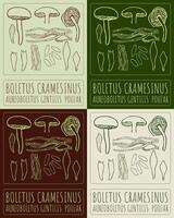 Set of drawing BOLETUS CRAMESINUS in various colors. Hand drawn illustration. The Latin name is AUREOBOLETUS GENTILIS POUZAR. vector