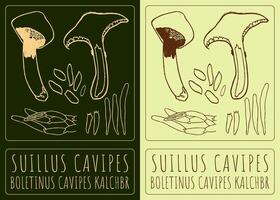 Drawing SUILLUS CAVIPES. Hand drawn illustration. The Latin name is BOLETINUS CAVIPES KALCHBR. vector