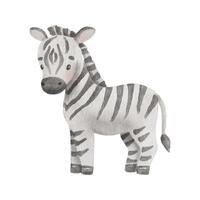 Cute zebra in cartoon style. Watercolor Drawing african baby wild animal isolated on white background. Jungle safari animal vector