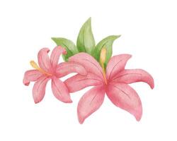 Pink hibiscus flower and monstera leaves. Watercolor illustrations isolated on white vector