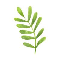 Green leaf. Tropical plant. Watercolor illustration isolated on white background. vector