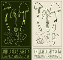 Drawing ANELLARIA SEPARATA. Hand drawn illustration. The Latin name is PANAEOLUS SEMIOVATUS FR. vector