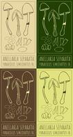 Set of drawing ANELLARIA SEPARATA in various colors. Hand drawn illustration. The Latin name is PANAEOLUS SEMIOVATUS FR. vector