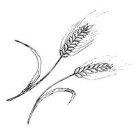 graphic illustration of ears of wheat . Black and white sketch on a white background. Suitable for logo, bakery design, wrapping paper vector