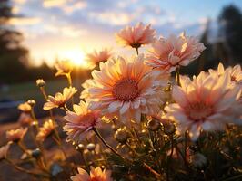 AI generated beautiful daisies at sunset background Generative AI photo