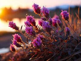 ai generado lavanda flores en borroso puesta de sol fondo, generativo ai foto