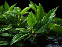 AI generated green tea leaves in dew Generative AI photo