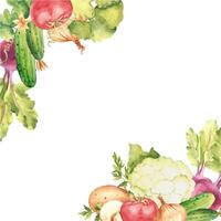 Vegetables square frame, border. Watercolor corner composition. Cauliflower, cucumbers and beet. Tomato and champignon, potato and parsley plant, onion. Botanical hand drawn watercolor illustration. vector